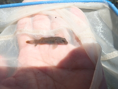 Rhinogobius