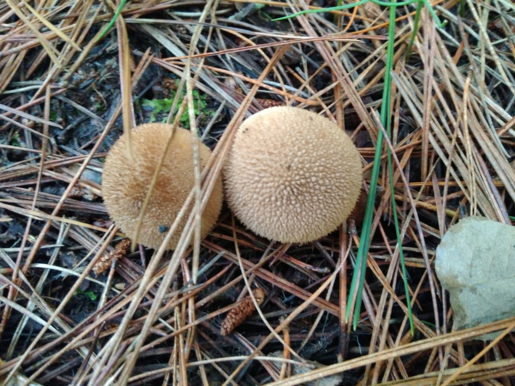 Lycoperdon perlatum · June 2017 · photo: © cristianriquelme (iNaturalist, cc-by)