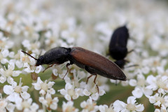 Agriotes ustulatus