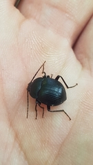Accanthopus velikensis