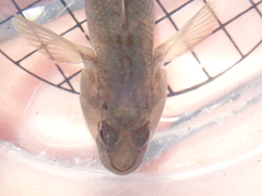 Rhinogobius