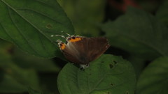 Hypolycaena thecloides