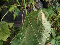 Puccinia malvacearum