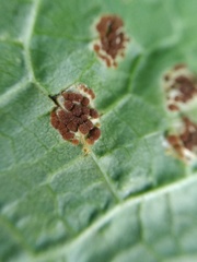 Puccinia malvacearum