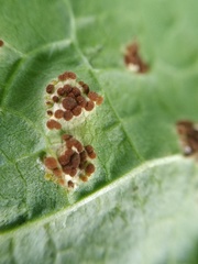 Puccinia malvacearum