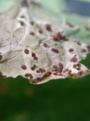 Puccinia malvacearum
