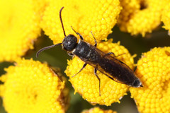 Sapygina decemguttata
