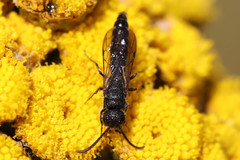 Sapygina decemguttata