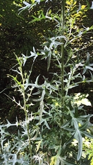 Cirsium vulgare