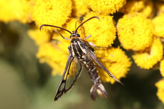 Pyropteron triannuliformis