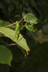 Myzus cerasi