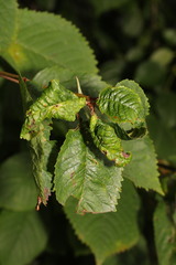 Myzus cerasi