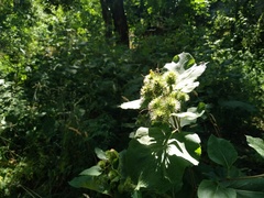 Arctium leiospermum