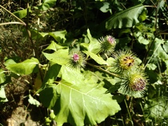 Arctium leiospermum