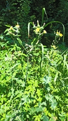 Sonchus oleraceus