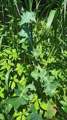 Sonchus oleraceus