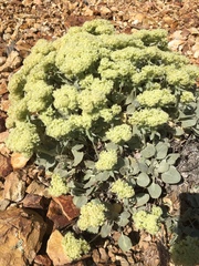 Eriogonum robustum