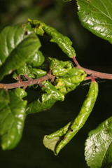 Brachycaudus helichrysi