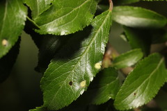 Eriophyes similis