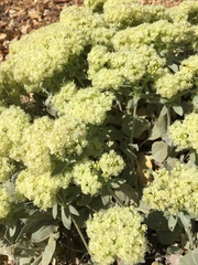 Eriogonum robustum