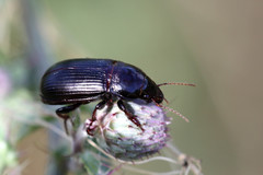 Zabrus tenebrioides