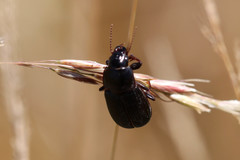 Zabrus tenebrioides