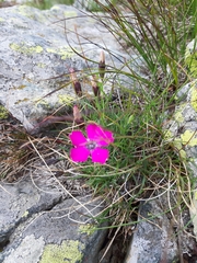 Dianthus pavonius