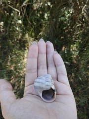 Helix albescens