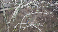 Chlorophonia elegantissima