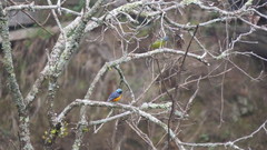 Chlorophonia elegantissima