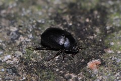Apogonia cribricollis