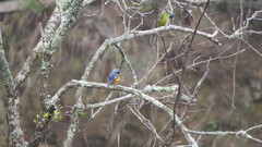 Chlorophonia elegantissima