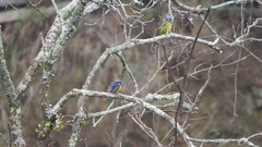 Chlorophonia elegantissima