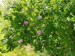 Rosa woodsii