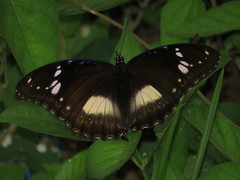 Hypolimnas bolina bolina