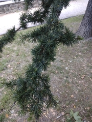Cedrus deodara