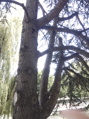 Cedrus deodara