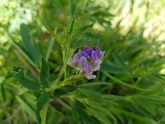 Medicago sativa