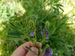 Medicago sativa
