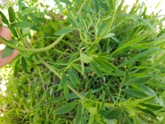 Medicago sativa