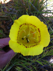 Calochortus luteus