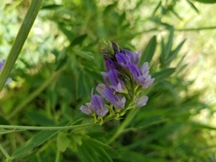 Medicago sativa