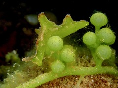 Elysia tomentosa