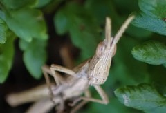 Vandiemenella viatica