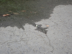 Appias lyncida eleonora