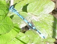 Coenagrion ornatum