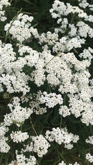 Achillea millefolium