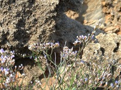Limonium multiforme