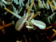 Gnathophylloides mineri