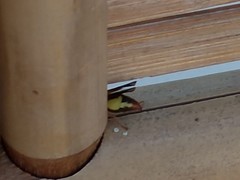 Rhynchium oculatum oculatum